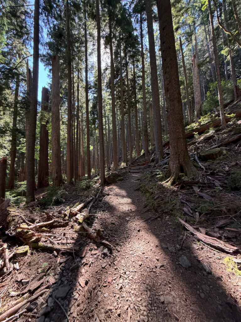 Old Growth Trees in Snag Forest