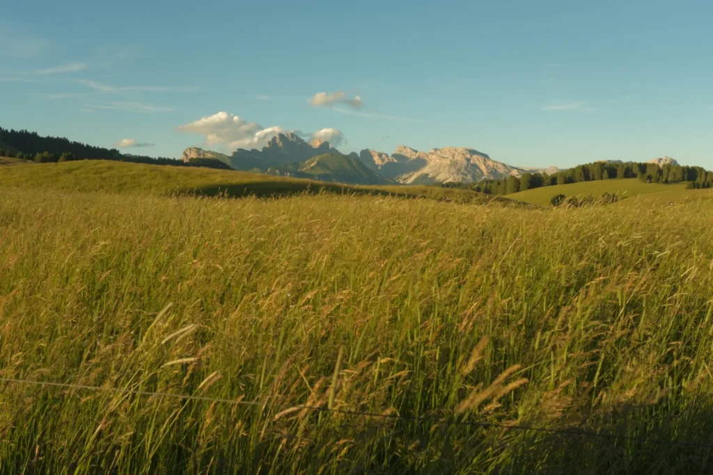 calming meadow grass of alpe de suisi